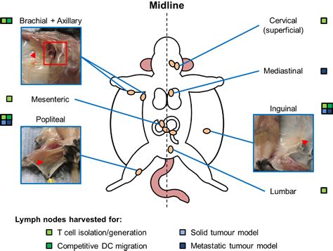 inguinal lymph nodes mouse